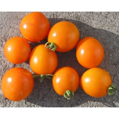 Tomaat Orange Plum