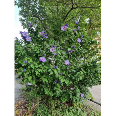 Bloemen Blauwe hibiscus