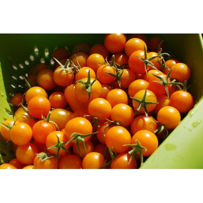Tomaat Sungold