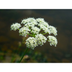 Aardkastanje (Haarstrang)