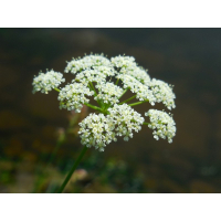 Aardkastanje (Haarstrang)