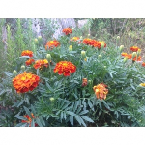 Bloemen Afrikaantjes (Tagetes) Bloemen Afrikaantjes (Tagetes)