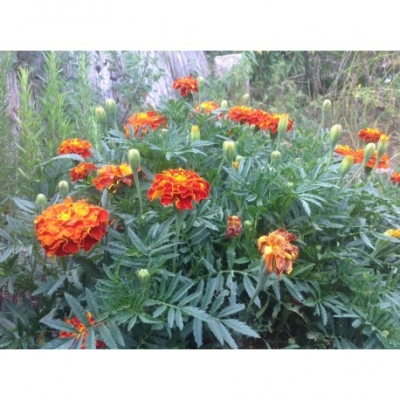 Bloemen Afrikaantjes (Tagetes)