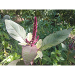 Bloemen Amaranth