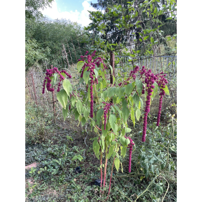 bloem  amaranth dreadlock