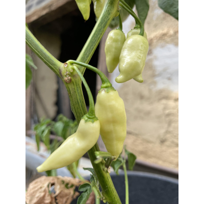 Peper  Andy's  long