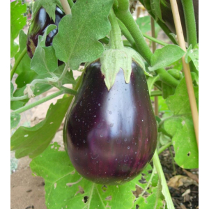 Aubergine black beauty