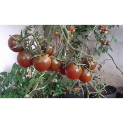 Tomaat black cherry