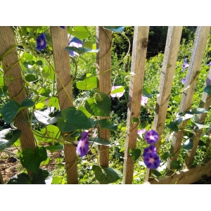 Bloemen Blauwe winde ook bekend als morning glory- Bloemen Blauwe winde ook bekend als morning glory-