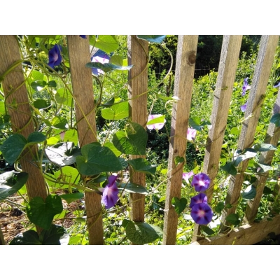 Bloemen Blauwe winde ook bekend als morning glory-