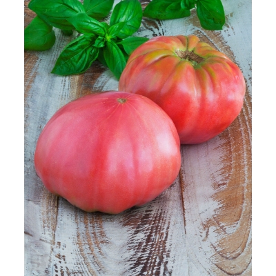 Tomaat Brandywine pink