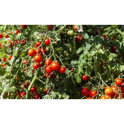 Tomaat Cerise