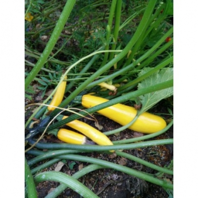 Courgette Geel