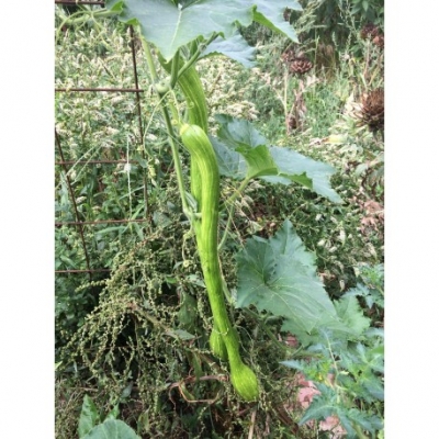 Courgette Trombetta d'Albenga