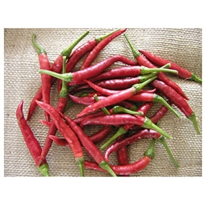 peper Damian peper Damian
