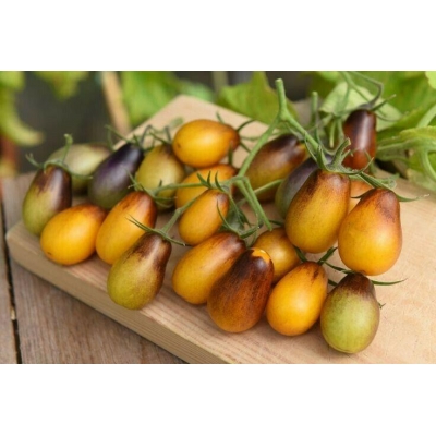Tomaat Indigo peardrops