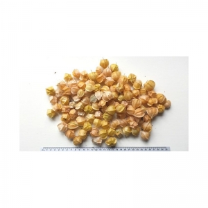 Bloemen Ananaskers (Lampionplant / Physalis) Bloemen Ananaskers (Lampionplant / Physalis)