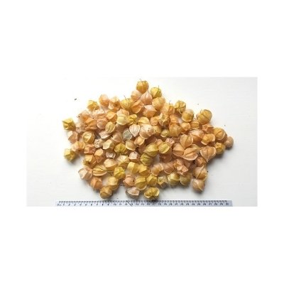 Bloemen Ananaskers (Lampionplant / Physalis)