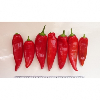 Paprika Kapia (puntpaprika)