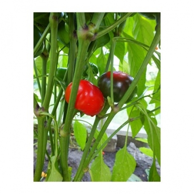 Peper Csereszne rond