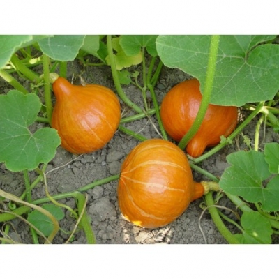 Pompoen Uchiki Kuri 