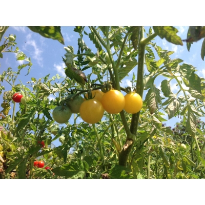 Tomaat White Cherry