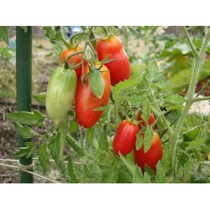 Tomaat San Marzano