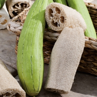 Luffa