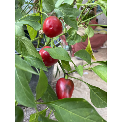 Peper  Malawi peppadew