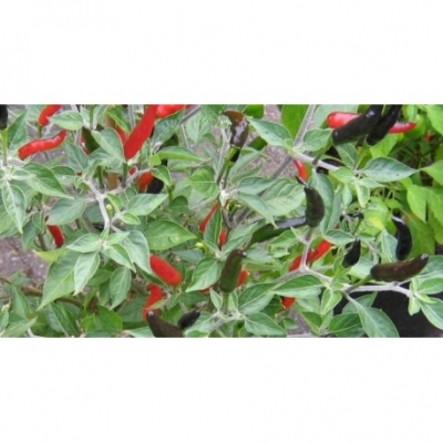 Peper Goats weed
