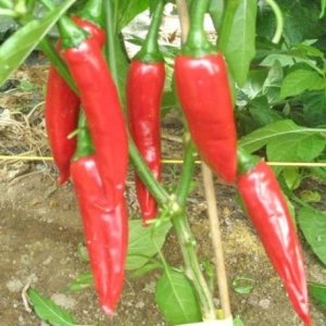 Peper Kalocsai