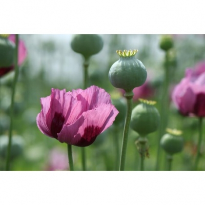 Bloemen Slaapbol / Papaver