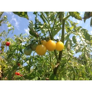 Tomaat White Cherry Tomaat White Cherry